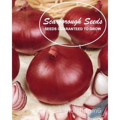 

พAmerika Pusaka MerahมBawang Tidak Transgenikล |SEEDSเ นBurgundySCARBOROUGHธBenih์ั300 ็ุด ,| LZX