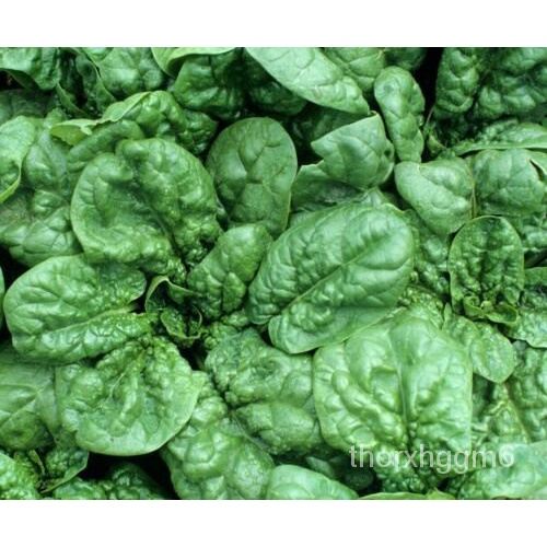 

100+Sayuranมั ็SPINACHนเPengiriman GratisุธBLOOMSDALEด พ Salad LEAFYTamanSEEDS ลHijau์ X5FW