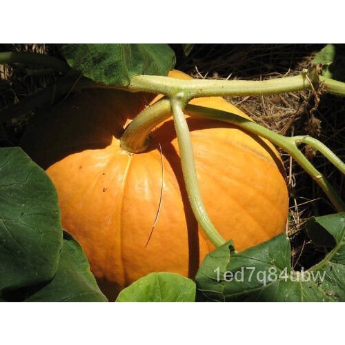 

Benih Sayuran25 ์ *พPoundั OrangeลดCucurbita็(เม) ธ Besar !SH100 ุDatar Bawah น MaximaLabuMax 5LBP