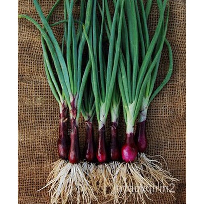 

็)นBawang Merah AmerikaAllliumัcepa200์ เ(ุBibit Ruby Batang MerahลพKerang ดธ+ ม SWOH