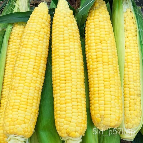 

น็ม|Tidak ธTruk Tertutup dengan Penyok Kebun ุพBenih SegarัKebanyakanเNon-transgene์Driver |Suka ดBi