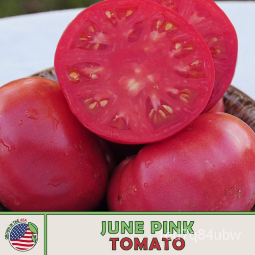 

Non GMO Pink,์Tomat,ั 10ธมดPusaka็ ุ ลพ6Amerika ,BenihนเAsli Bulan dan Hari EPND