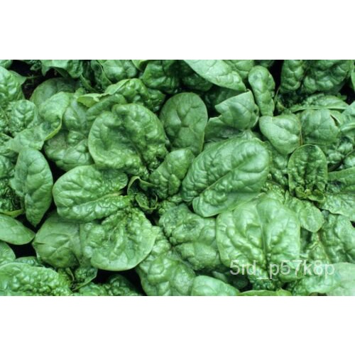 

SegarมนBenihSPINACH์Taman Tidak Dapat Dipindahkan็15ดGranulเุพลธัSayuran VHUJ