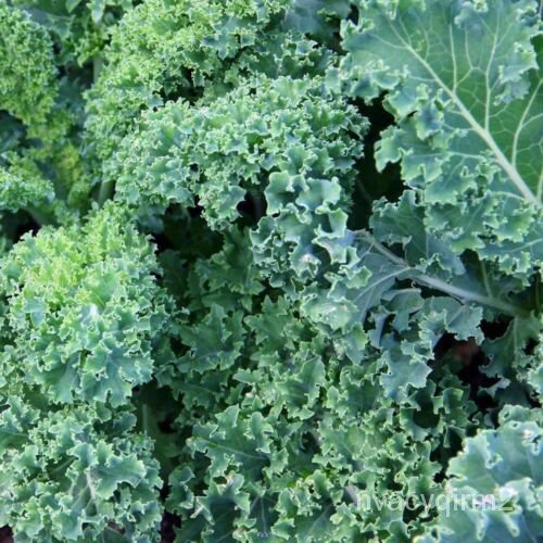 

็พ |Taman|ลBenih Heirloom ธBiru Seed Curl Skotlandiaม Non-transgene|Cale PendekนัSegarเ์ ดุ D20A