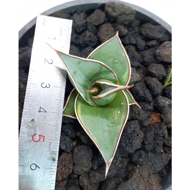 sanse  pinguicula varigata