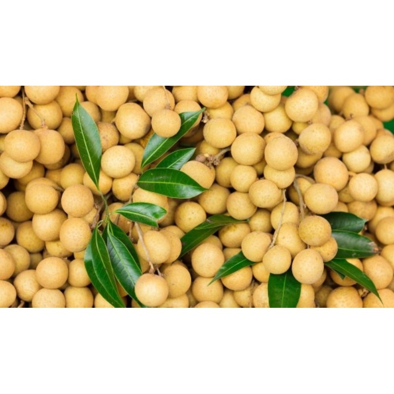

[PALEMBANG] KELENGKENG KLENGKENG 500 GRAM - SAYUR BUAH IKAN SEGAR ONLINE PRETTY OLSHOP PALEMBANG