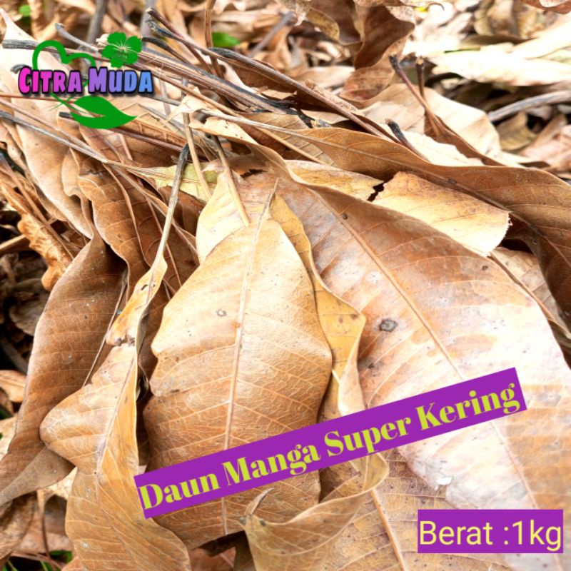 

Daun Mangga Super kering 1kg