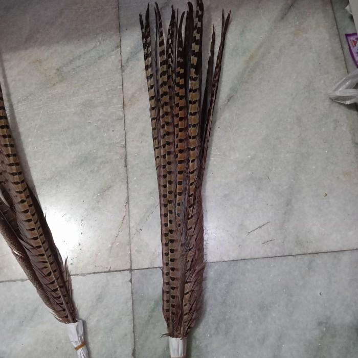 Terlaris Bulu Panjang Burung Pheasant Mahkota Sun Gokong Bulu Dayak
