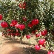 tanaman buah delima merah/bibit pohon buah delima