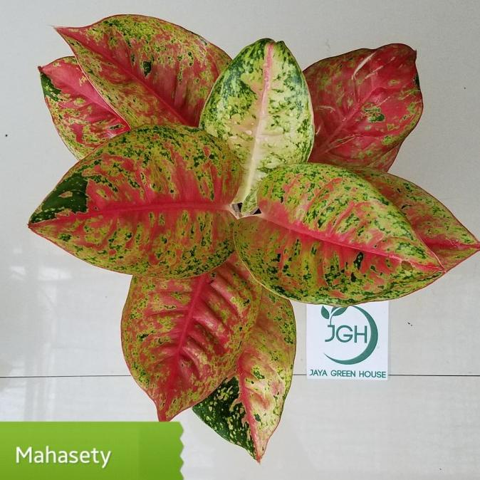 Aglonema Mahasety