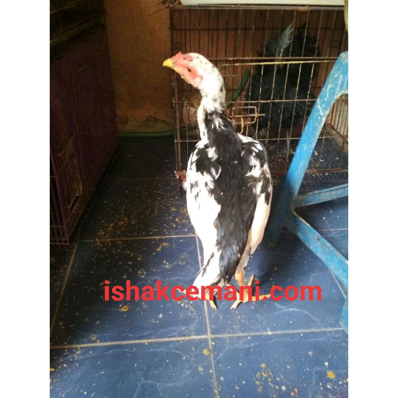 Ayam Tulak Remaja Murah Harganya !!! Wajib Baca Diskripsi