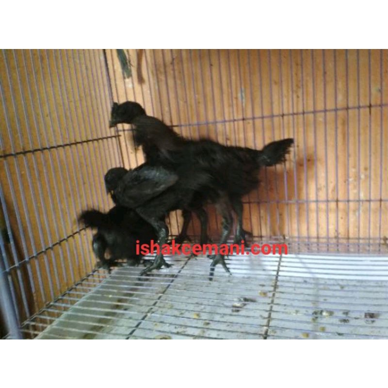 Anak Ayam Cemani  Wajib Baca Diskripsi