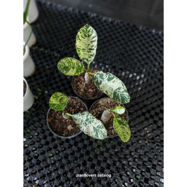 Plumeria Variegata Japan Real Pict