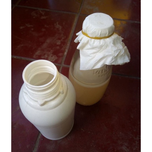 

Diskon ⭐✔️ bibit Nata de coco 100 ml