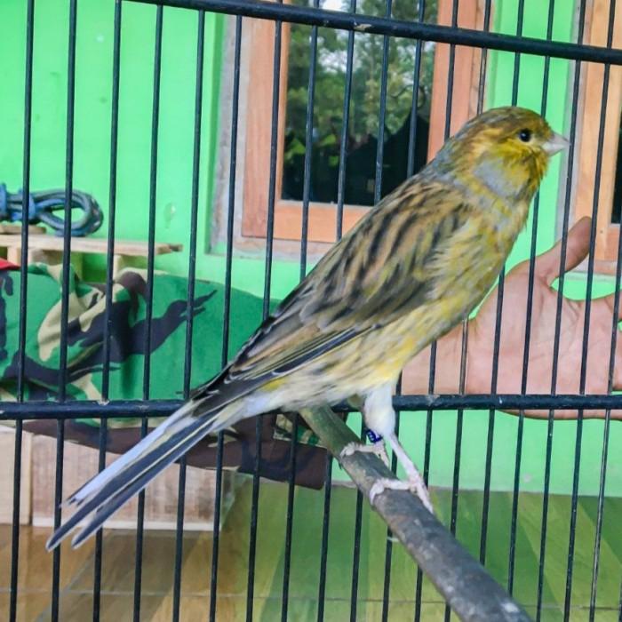 Best Seller Burung Kenari Ijo Botol Bahan Riwikan Jantan