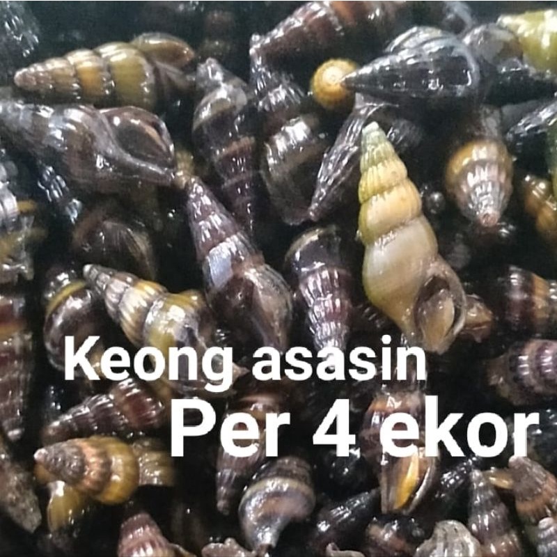 keong asasin per 4 ekor, pemakan keong hama di aquarium aquascape air tawar