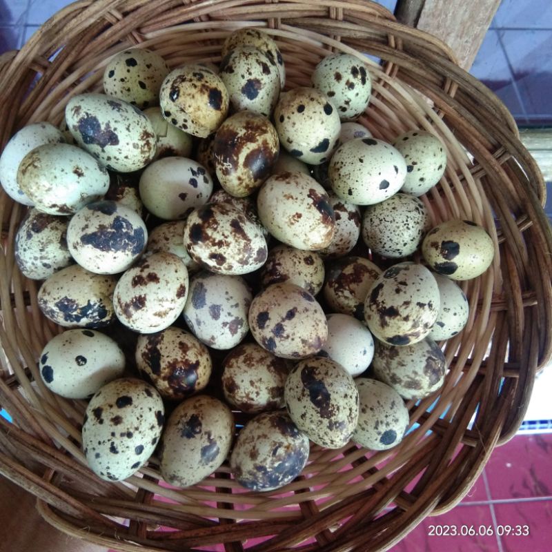 

Telur Puyuh Asin 1 kiloan Matang Siap makan