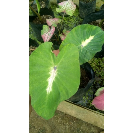 colocasia white lava