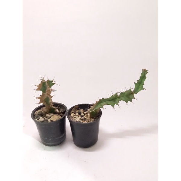 euphorbia buruana root cutting