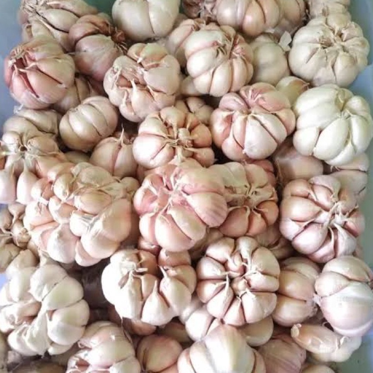 

Terbaru 3.3 BAWANG PUTIH SINCO SICO BERSIHAN 1 KG