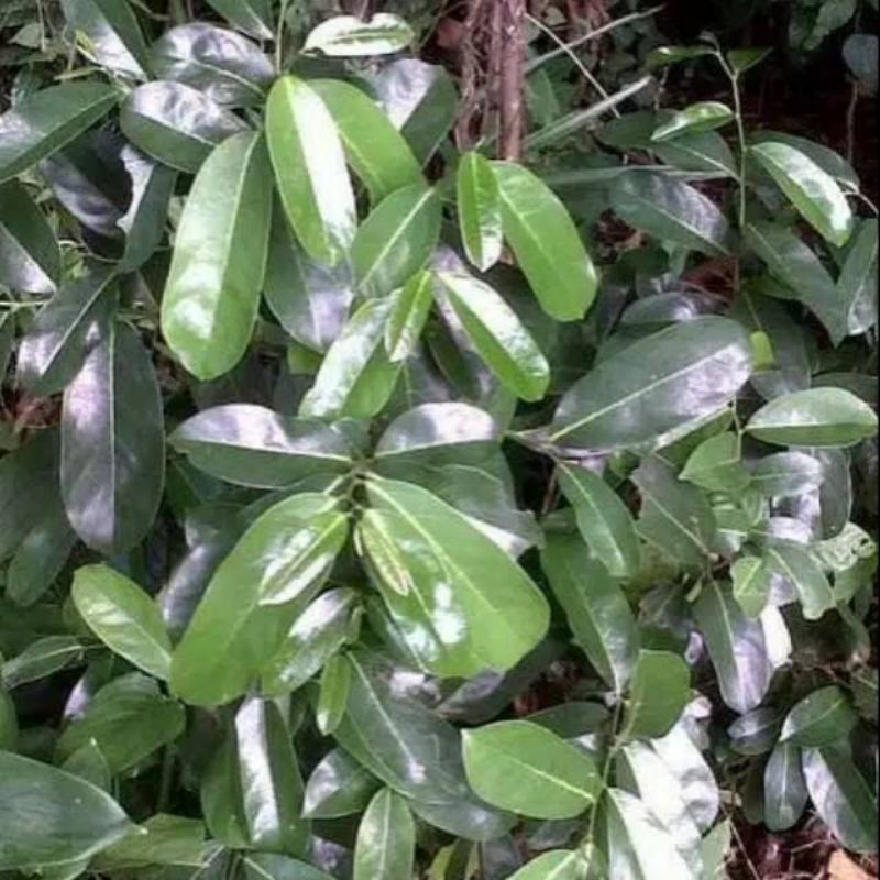 

10 LEMBAR DAUN SIRSAK SEGAR