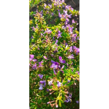 Saeng Simbur super micro gold varigata