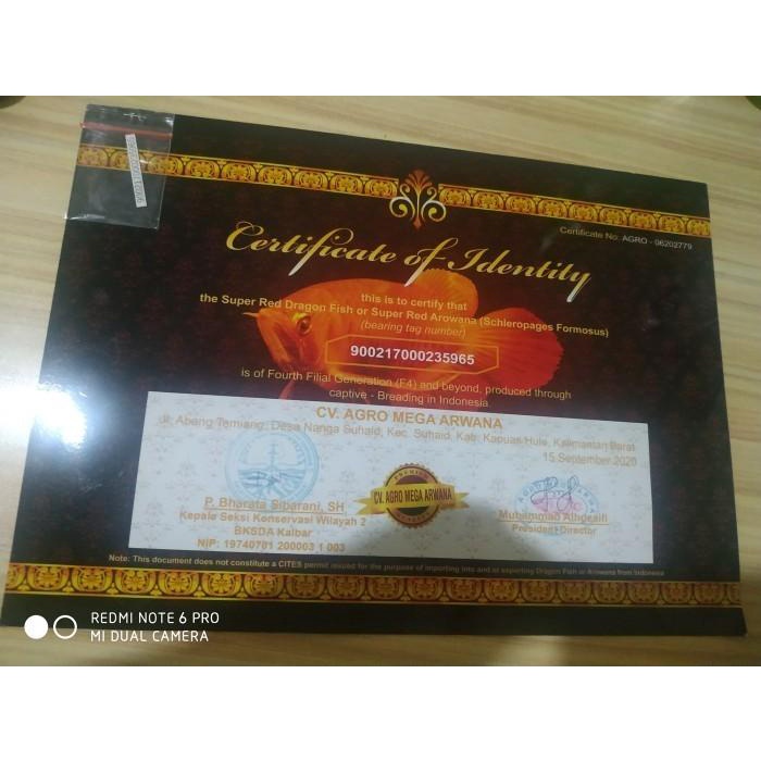 Sertifikat serti chip Arwana super red SR red kalimantan agro satuan Best Seller