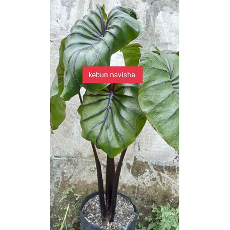 colocasia paraoh mask size remaja