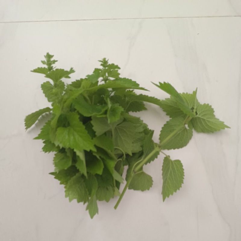 

pucuk daun matcho segar