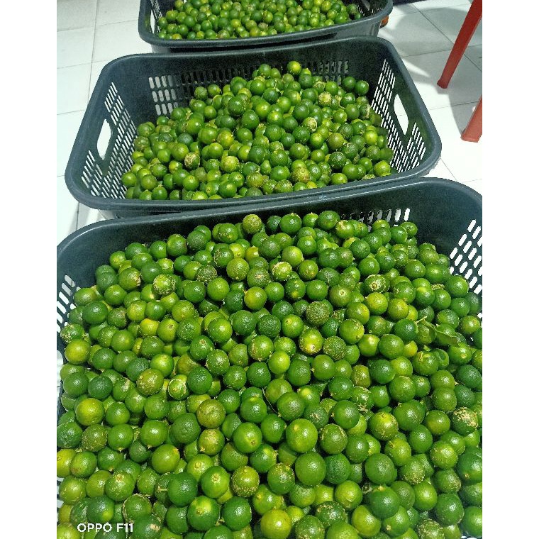 

Ready Stok 1 kg Sonkit / Jeruk Kasturi / Kalamansi / Lemon cui / Jeruk Kunci