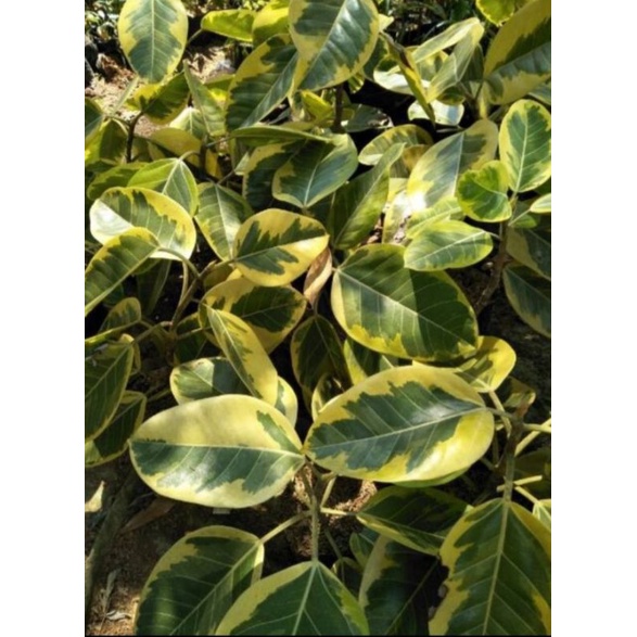 Tanaman karet kebo varigata - pohon karet kebo varigata