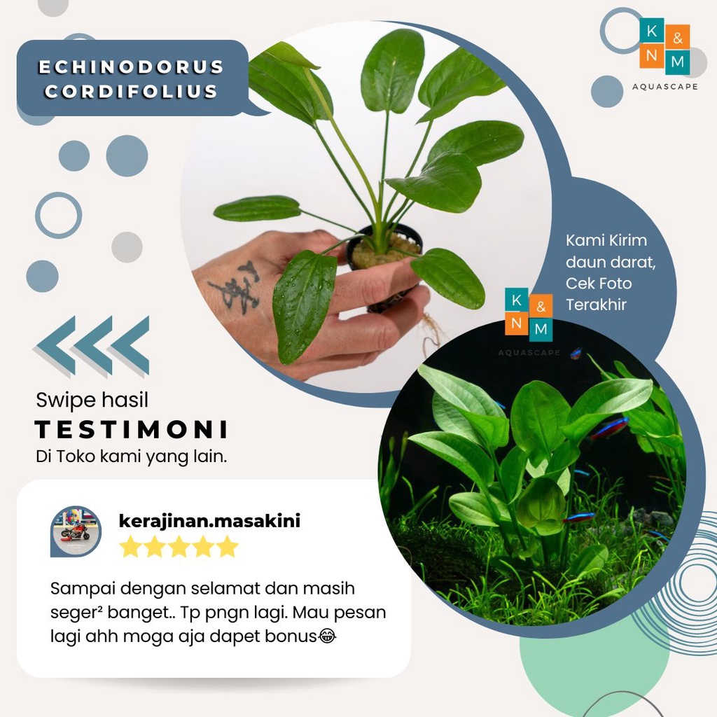Eci Echinodorus Cordifolius Tanaman Tumbuhan Aquascape Aquarium Akuarium Tanpa Low Co2 Chana Channa 