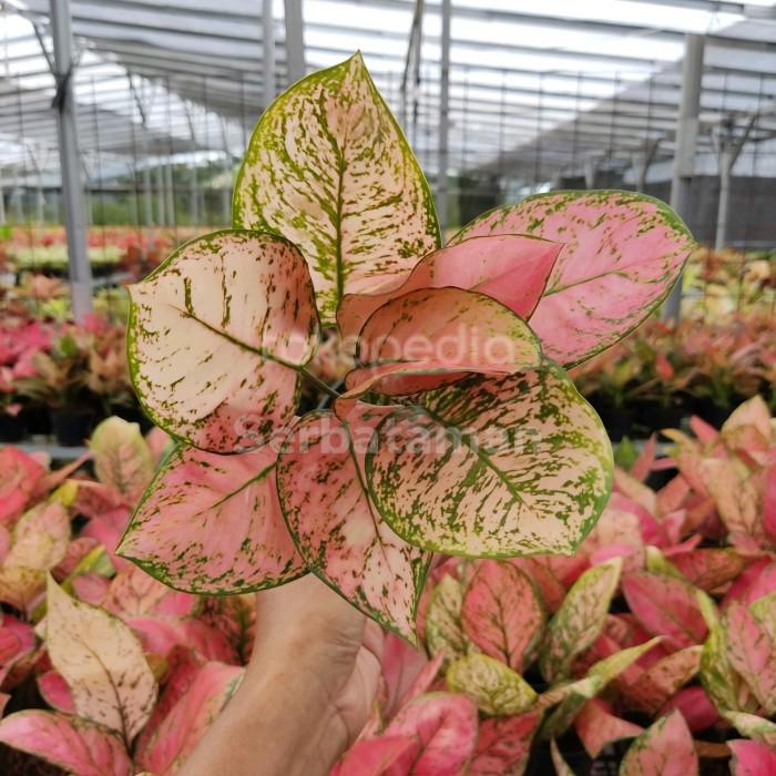 Best Seller Tanaman Hias Koleksi Aglonema Lady Valentine Jumbo