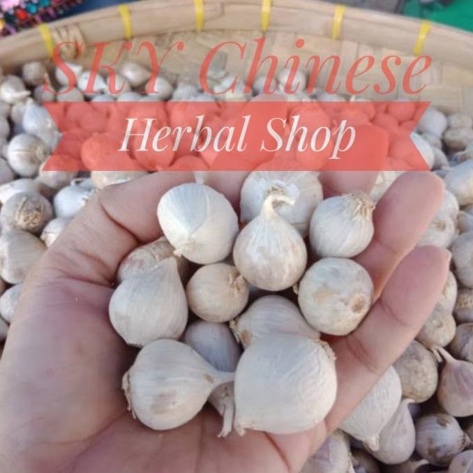 

@=@=@=@=] Bawang Putih Tunggal Lanang Single Clove Solo Garlic Mono Bulb Pearl