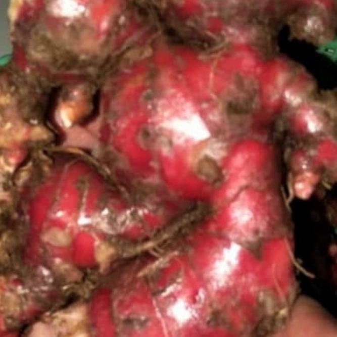 

Jahe Merah Super Asli Segar Murah 1 Kg uru01