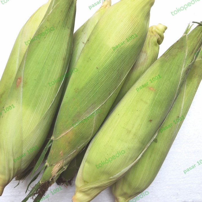 

Jagung manis
