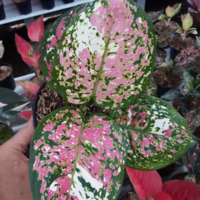 HOT SALE AGLAONEMA TRICOLOR TERBARU