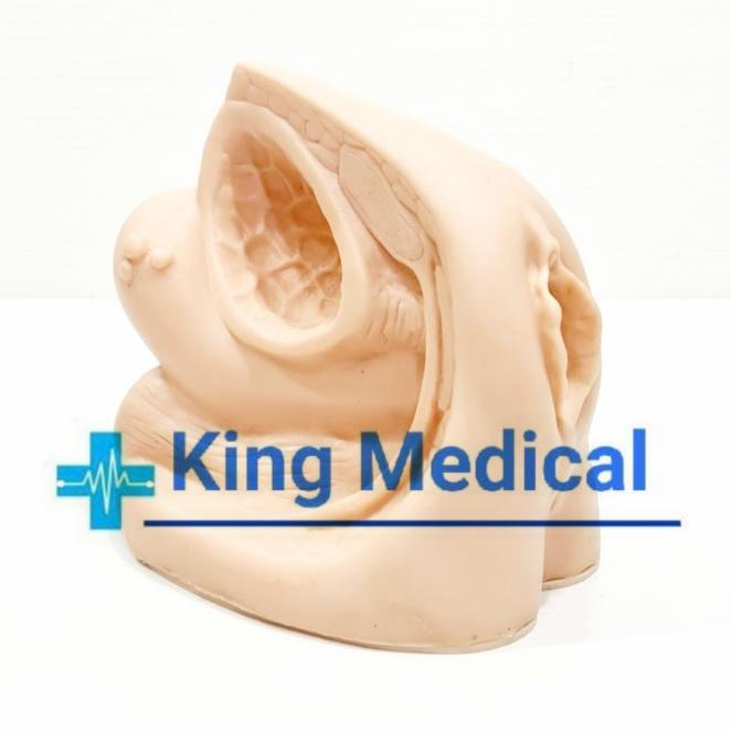 Manekin Phantom Alat Peraga Reproduksi Wanita/Cateter Gl 9408-02