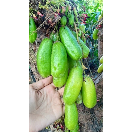 

BUAH BELIMBING WULUH HIJAU SEGAR | 200 gram | BELIMBING SAYUR