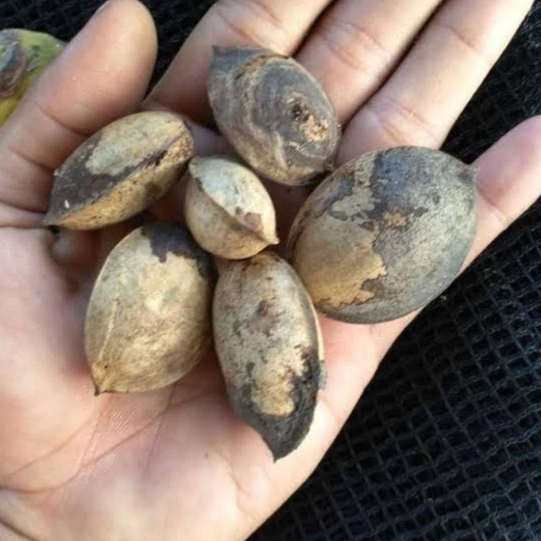 

Terbaru Biji ketapang kering/1kg