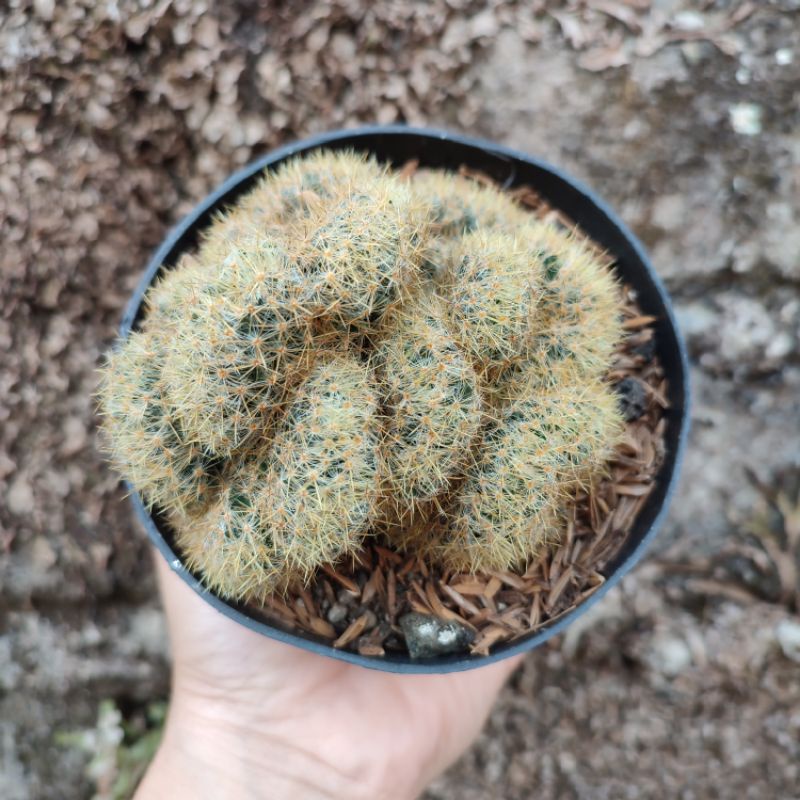 Mammillaria Prolifera Cristata | Kaktus | DP 10 Cm