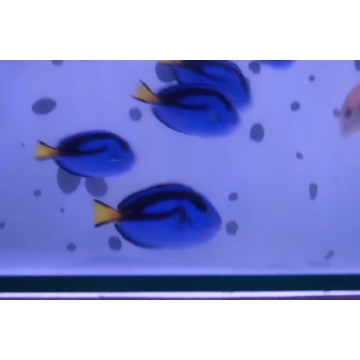 Terlaris Ikan Hias Air Laut Dory/Dori S