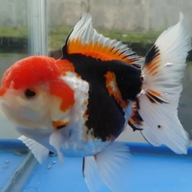 Best Seller Maskoki Oranda Panda 3Color Short Body Size 8-9 - Redwhite