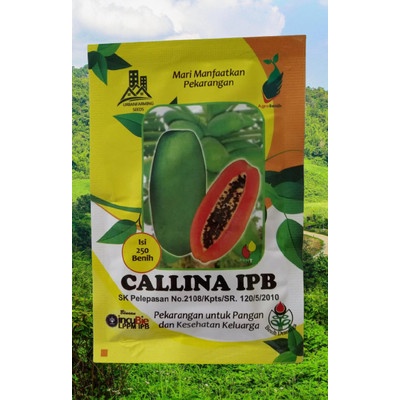 Benih Bibit Biji Pepaya Callina California IPB (IPB9) 250 butir