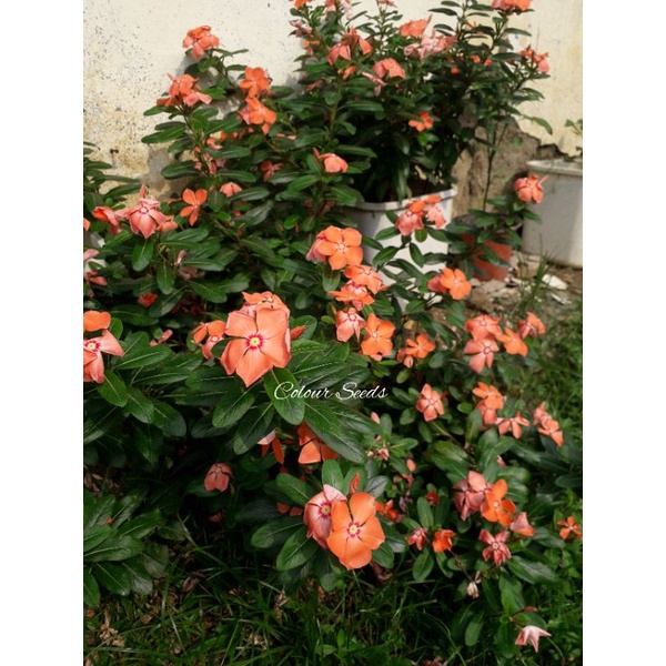 Benih bibit bunga vinca tegak mandarin orange isi 15 biji