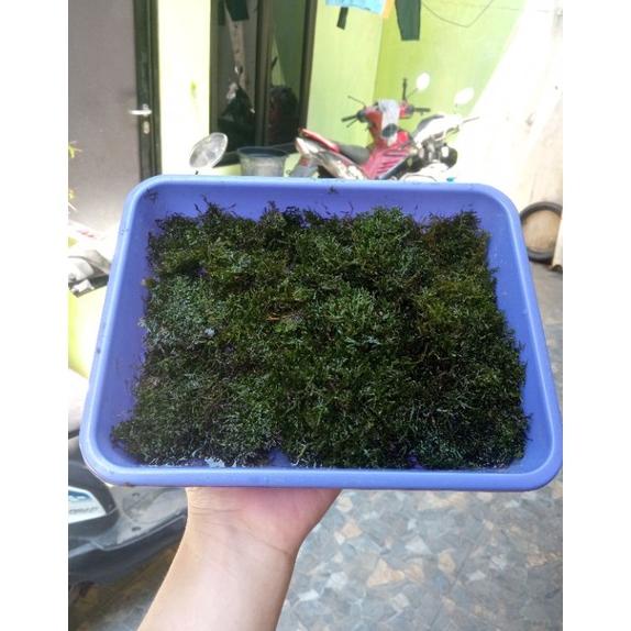 Grosir Moss Ricardia Mini Pelia Nampan 21X16 Aquatic Plant Beli 3 Gratis 1 Mika Kyx