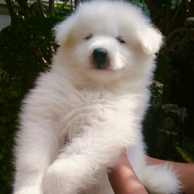 Terlaris Samoyed Male Puppy.Good Quality. Little Polar Bloodlines