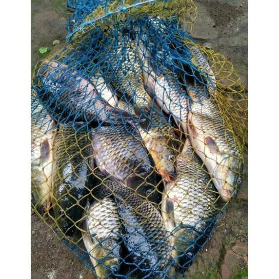 Diskon Essen Ikan Mas Paling Bagus Darah Monyet Esen Dm Mancing Ikan Mas Harian Dan Lomba