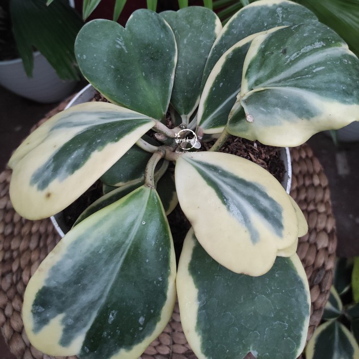 MUST HAVE HOYA KERRII VARIEGATA JUMBO / HOYA KERRII LOVE TERBARU