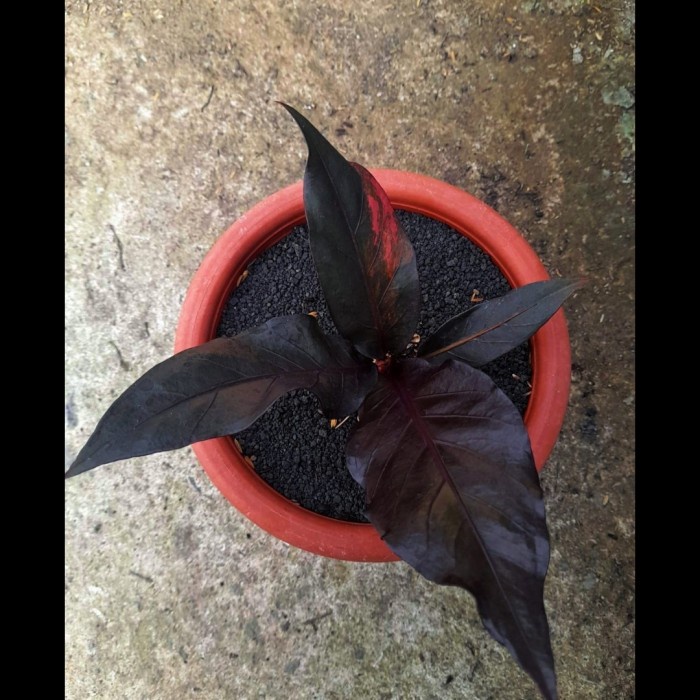 DISKON SPESIAL ANTHURIUM RED HOKERI ( RED BLOOD ) SERAT SEPERTI JEMANI TERBARU